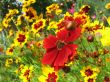 Red and yellow flowers of cosmos