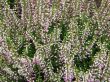  Bush  of blossom decorative  heather