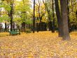 Empty alley in urban park in autumn