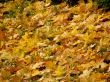 Background from colored autunm leaves on the land