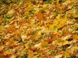 Autunm leaves on the land