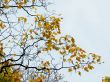 Yellow maple leaves on top of the tree