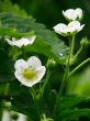 Blossom strawberry