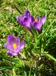 Violet crocuses