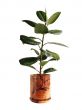 A big ficus on white background