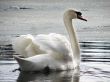 Beautiful white swan on the lake