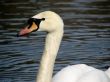 White swan on the lake, close-up