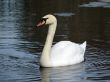 White swan on the lake