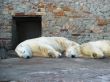 Two polar bears lying in a zoo