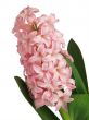 Pink hyacinth