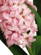 Pink hyacinth with drops of water
