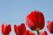 Red tulips field