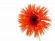 pretty gerbera