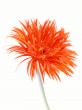pretty gerbera