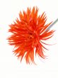pretty gerbera