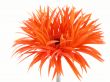 pretty gerbera