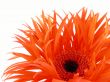 pretty gerbera