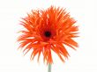 pretty gerbera