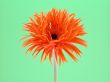 pretty gerbera