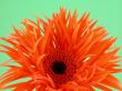 pretty in orange