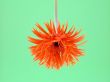 pretty in orange