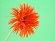 pretty gerbera