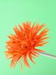 pretty in orange