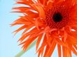 pretty gerbera