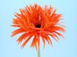 pretty in orange