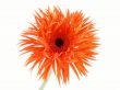 pretty in orange