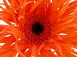 pretty in orange