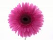pretty in pink