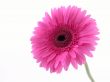 pretty in pink