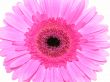 pretty in pink