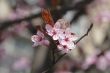 Apple flowers