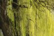 Abstract willow texture