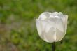 White tulip