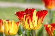 Tulips field