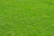 Fescue Grass