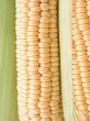 corn on the cob