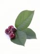 cherries
