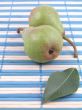 two green pears