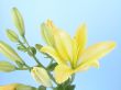 close-ups of yellow lily