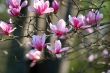 Japanese Magnolia