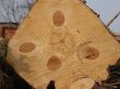 Butt side of wooden logs stack
