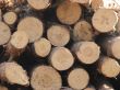 Butt side of wooden logs stack