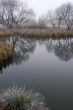 Wintry pond with cane covered with hoarfrost