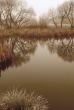 Wintry pond with cane covered with hoarfrost