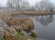 Wintry pond with cane covered with hoarfrost