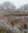 Wintry pond with cane covered with hoarfrost